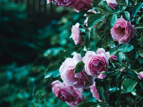 Delicate peach roses in full bloom in the garden. Close-up photo. Dark green Stock Photos