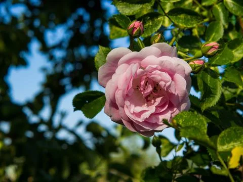 Delicate peach roses in full bloom in the garden. Close-up photo. Dark green  Stock Photos