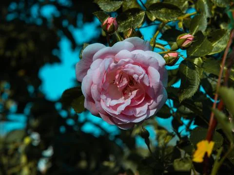 Delicate peach roses in full bloom in the garden. Close-up photo. Dark green  Stock Photos