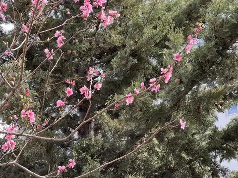 Delicate peach tree sprig with large pink flowers in early spring Foto stock