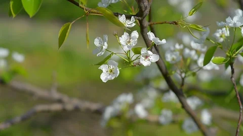 Delicate pear tree flowers on a blurred background. Spring pear blossom Stock Footage 124592039