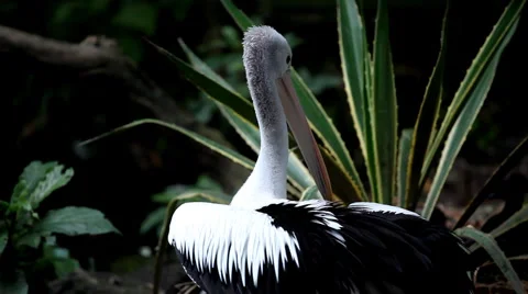 A delicate pelican scratching his feather Stock Footage 4884202