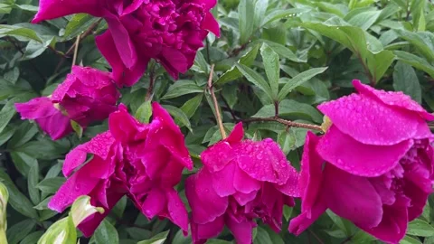 The delicate peony bud glistened with tiny raindrops. Stock Footage 321152021
