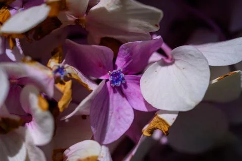 Delicate petals blend soft pink with white Stock Photos