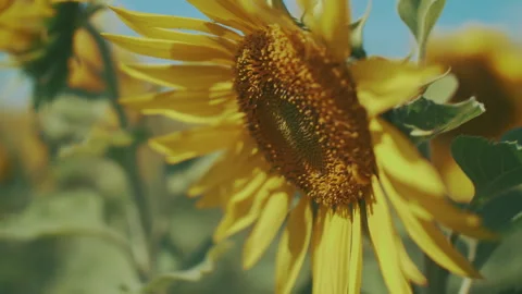 Delicate petals of a bright sunflower Видео 249612876