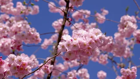 Delicate petals of cherry blossoms gently swaying in soft breeze. Stock Footage 305930315