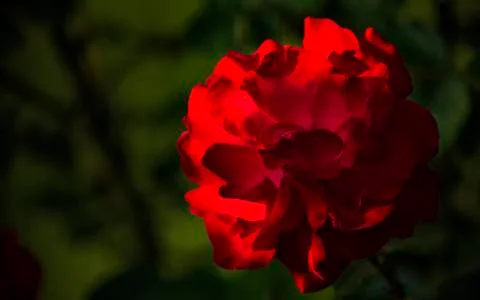 Delicate petals of a large red rose flower. Stock Photos