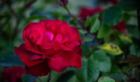Delicate petals of a large red rose flower. Stock-Fotos
