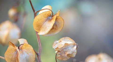 Delicate physalis flowers close-up on blurred natural background Stock Photos