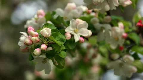 Delicate Pink And White Apple Tree Blossoms And Buds, With Green Leaves. Soft Bo 스톡 동영상 309778979