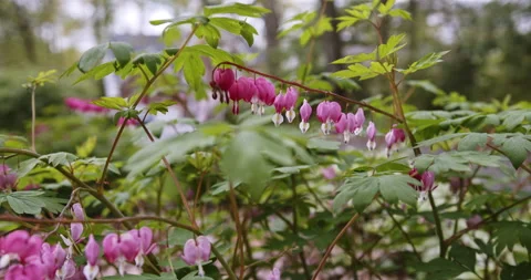 Delicate Pink and White Bleeding Heart Springtime Flowers fluttering in breeze Stock Footage 139018734