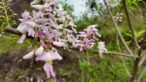 Delicate Pink and White Blooms Stock Footage 284147793
