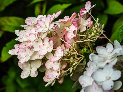 Delicate pink and white hydrangea flowers bloom in soft focus with green fo.. Stock Photos