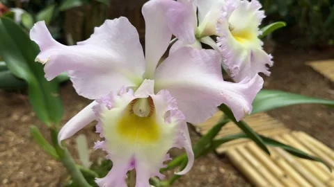 Delicate pink and yellow cattleya orchid blooming Stock Footage 342372484