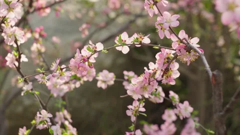 Delicate Pink Blossoms Blooming on Tree Branches, Close-up Stock-Footage 337406269