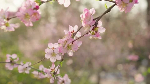 Delicate Pink Blossoms Blooming on Tree Branches in Soft Spring Light Vídeos de archivo 337406374