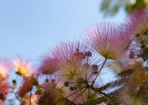 Delicate Pink Blossoms Dancing Under the Armenian Blue Skies Stock Photos