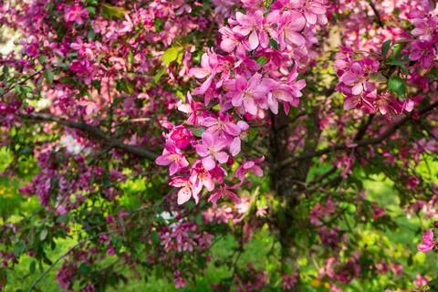 Delicate pink blossoms densely cluster on branches of decorative apple tree.  Stock Photos