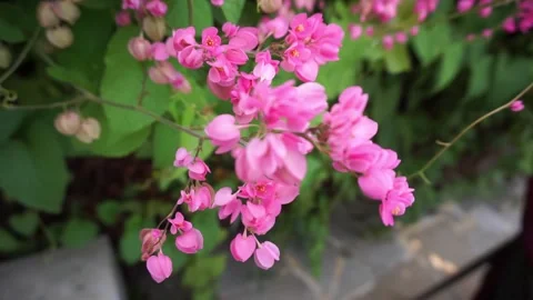 Delicate Pink Blossoms in Full Bloom Stock Footage 293100622