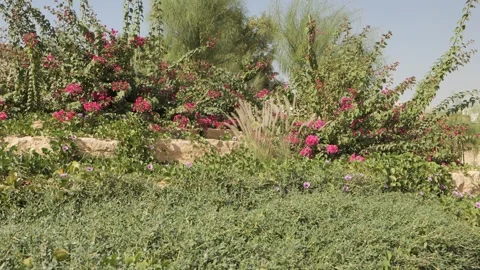 Delicate pink blossoms on a shrub Видео 264976197