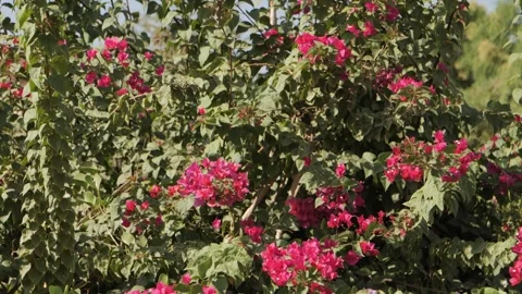Delicate pink blossoms on a shrub 動画素材 264977132