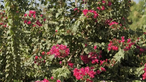Delicate pink blossoms on a shrub Video stock 268724155