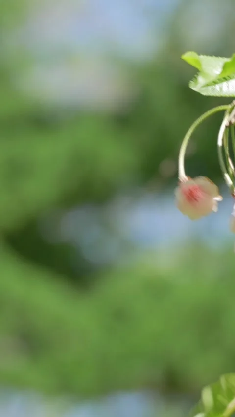 Delicate Pink Blossoms Swaying in the Wind - Vertical Video Stock Footage 340547924