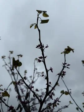 Delicate Pink Blossoms on Tree Branches in Overcast Sky Stock Photos