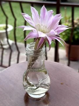 Delicate pink cactus flower in a small glass vase on a wooden table outdoors. Stock Photos