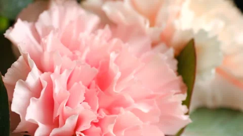 Delicate pink carnations blooming gently Stock-Footage 311380756