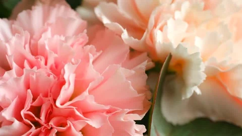 Delicate pink carnations blooming in vibrant macro view Stock Footage 311944627