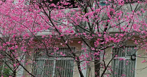 Delicate pink cherry blossoms bloom on the lush branches. Vídeo Stock 331208366