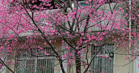 Delicate pink cherry blossoms bloom on the lush branches. Stock Footage 331208402