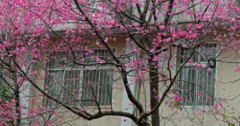 Delicate pink cherry blossoms bloom on the lush branches. 動画素材 331215011