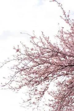 Delicate pink cherry blossoms bloom on tree branches against a soft sky Stock Photos