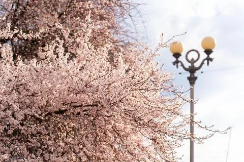 Delicate pink cherry blossoms bloom on tree branches against a soft sky Stock Photos