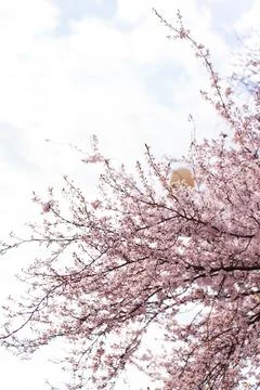 Delicate pink cherry blossoms bloom on tree branches against a soft sky Stock Photos