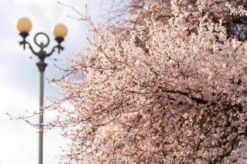 Delicate pink cherry blossoms bloom on tree branches against a soft sky Stock Photos