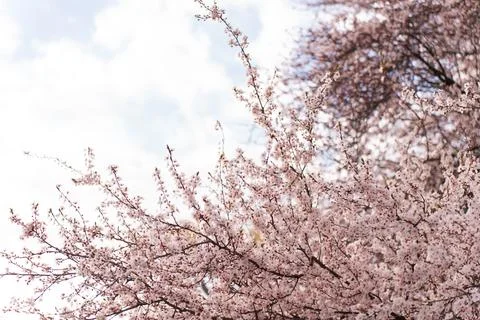 Delicate pink cherry blossoms bloom on tree branches against a soft sky Stock Photos