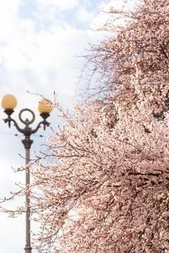 Delicate pink cherry blossoms bloom on tree branches against a soft sky Stock Photos