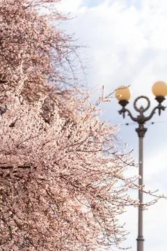 Delicate pink cherry blossoms bloom on tree branches against a soft sky Stock Photos