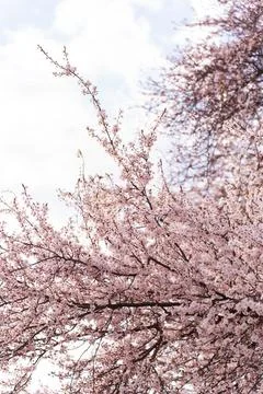 Delicate pink cherry blossoms bloom on tree branches against a soft sky Stock Photos
