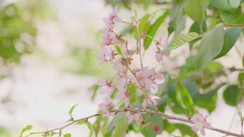 Delicate Pink Cherry Blossoms Blooming on Branch with Fresh Green Leaves Stockbeeldmateriaal 334856659