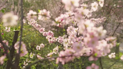 Delicate Pink Cherry Blossoms Blooming on Branches in Sunlit Garden Vídeos de archivo 337406098