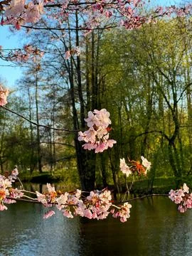 Delicate pink cherry blossoms frame serene pond, with lush green trees in bac Stock Photos