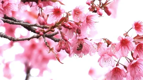 Delicate Pink Cherry Blossoms in Full Bloom, Close-Up View Stock Footage 310817990