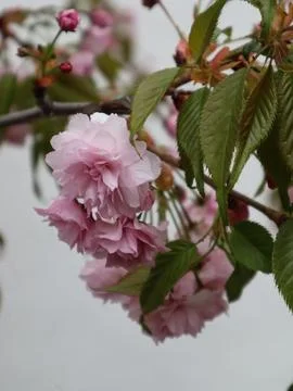 Delicate Pink Cherry Blossoms in Spring Stock Photos