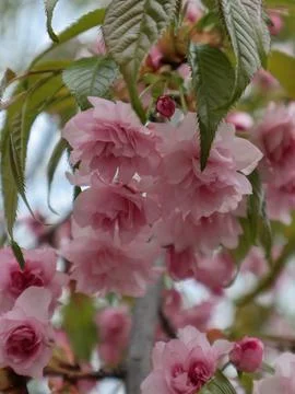 Delicate Pink Cherry Blossoms in Springtime Embrace Stock Photos