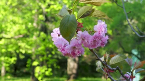 Delicate pink cherry blossoms sway gently on branch amidst lush green folia.. Stock Footage 335477893