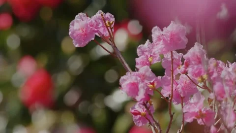 Delicate Pink Cherry Blossoms Swaying in Spring Sunlight at the Planting Fields Stock Footage 318427959
